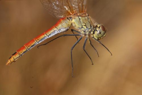 Sympetrum sanguineum